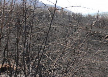 Marmaris’te yangın 4 saatte, Genç’te 5 günde söndürülüyor