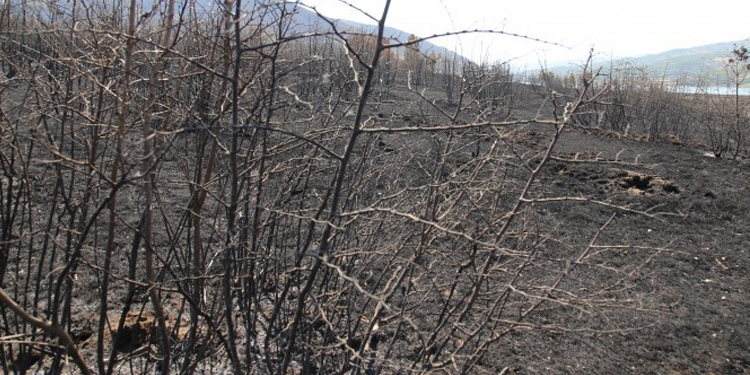 Marmaris’te yangın 4 saatte, Genç’te 5 günde söndürülüyor Marmaris’te yangın 4 saatte, Genç’te 5 günde söndürülüyor