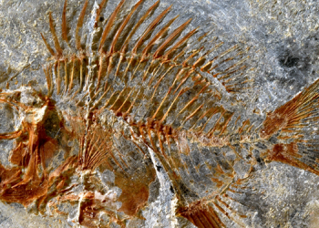 Meksika’da 95 milyon yıllık balık fosili bulundu