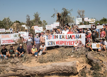 Seferihisar’da ‘Asırlık zeytinlikleri kesmeyin’ nöbeti