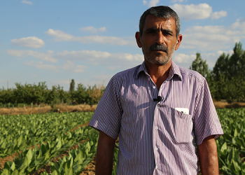 Tütün yetiştirmek serbest, satmak yasak