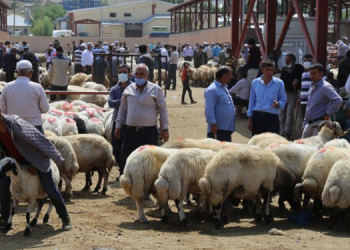 Van’da hayvanlar alıcı bulamıyor