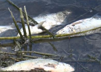Alibeyköy Barajı’nda balık ölümleri