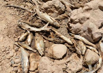 Bazamir Deresi kurudu