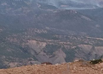 Besta’da yangın yayılarak devam ediyor