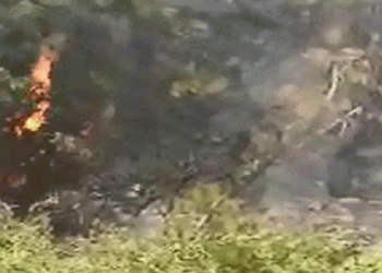 Dilovası’nda orman yangını