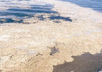 ‘Doğa ve toplum karşıtı politikalara karşı duralım’