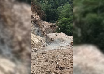 İkizdere’de ayılar da doğa katliamının kurbanı