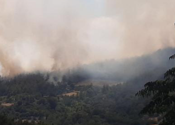 Kadirli’de orman yangını