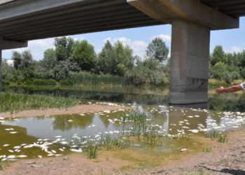 Kızılırmak’taki balık ölümlerinin nedeni oksijen azlığı
