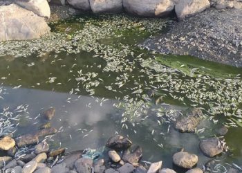 Lediz Deresi’nde balık ölümleri