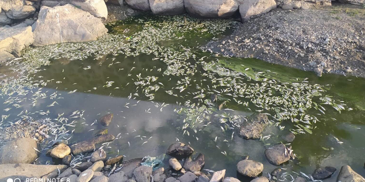 Lediz Deresi’nde balık ölümleri Lediz Deresi’nde balık ölümleri