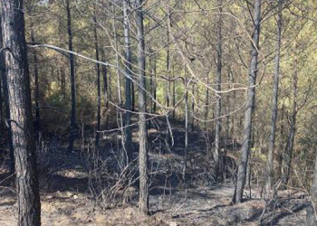 Osmaniye’de orman yangını