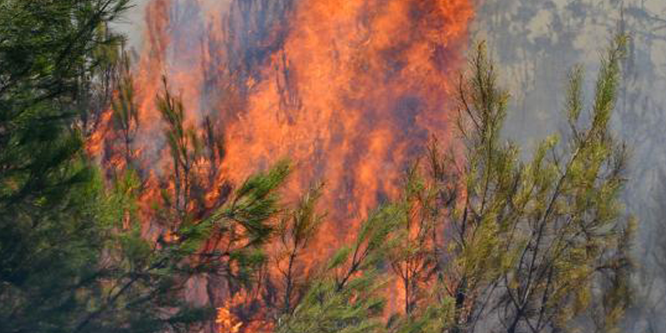 Serik’te orman yangını Serik’te orman yangını