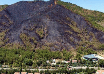Yangının nedeni enerji nakil hattı