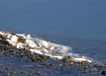 Yüksekova’da balık ölümleri