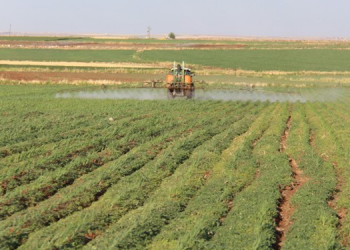 DEDAŞ’ın kesintileri ekinleri kuruttu, çiftçiyi tüketti