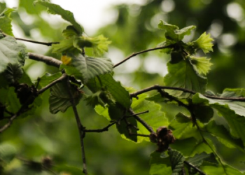 Fındık üreticileri kaygılı: Uluslararası tekellerin marabalığını yapıyoruz