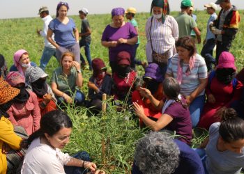 HDP’li kadınlar tarım işçileriyle çapa yaptı, ot topladı