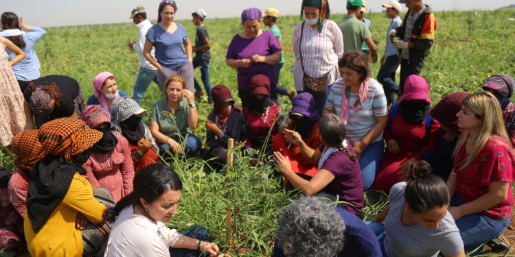 HDP’li kadınlar tarım işçileriyle çapa yaptı, ot topladı