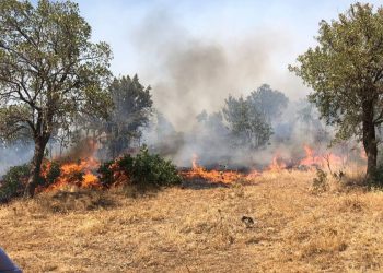 HDP, Şemdinli’deki yangın bölgesinde incelemelerde bulundu