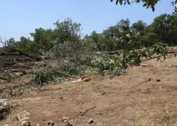 Askerler Avaşîn’de ağaç kesiyor