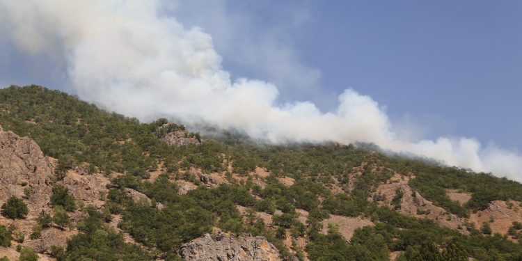 Dersim’de yeni orman yangını Dersim’de yeni orman yangını
