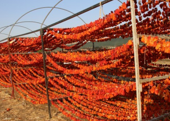 Kadın emeği kurutmalıklara büyük ilgi