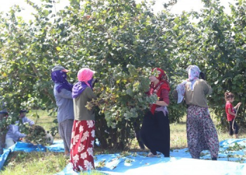 Mevsimlik işçiler emeklerinin karşılığını alamıyor