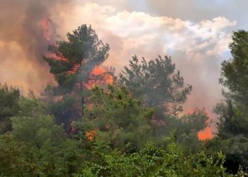 Kozan ve Manavgat’ta orman yangını
