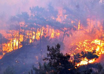 Ege’de orman yangınları yayılıyor: Ölü sayısı 9’a çıktı