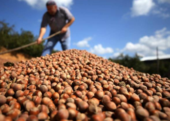 Fındıkta tek çözüm: Kooperatifleşme