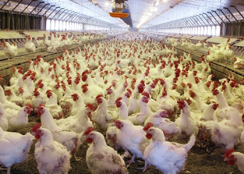 Tavuk üreticileri üretimi durduruyor