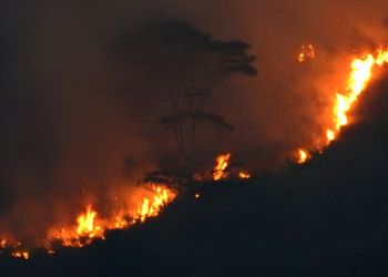 Bitlis’te orman yangını