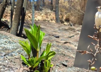 ‘Doğa kendini onarmaya başladı’