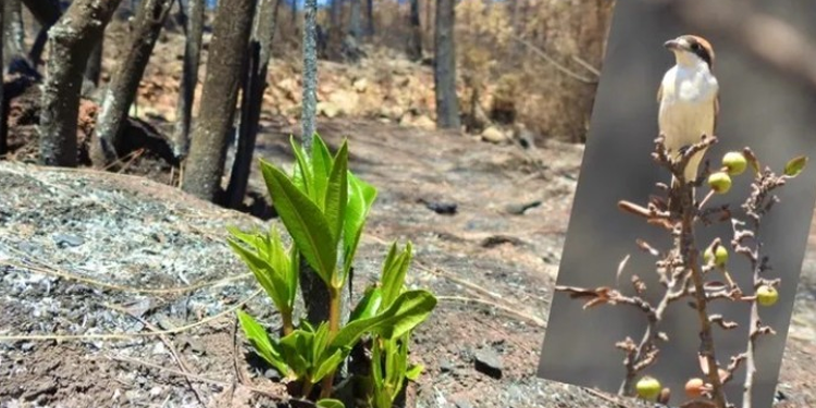 ‘Doğa kendini onarmaya başladı’ ‘Doğa kendini onarmaya başladı’