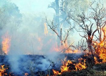 34 ekoloji örgütü Dersim’e gidiyor