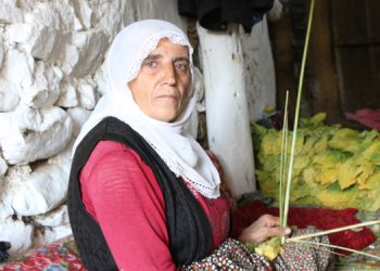 50 yıldır gün boyu tütün tarlasında