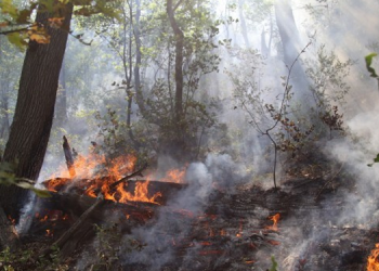 Alevi Kadınlar: Yanan ağaçlar değil biziz
