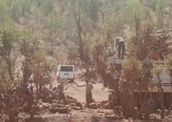 Koruculara ‘tek bir ağaç bırakmayın’ talimatı