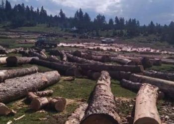 Ardahan Göle’de ağaç katliamı