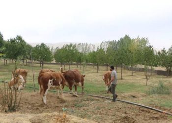 Ucuz iş gücü olmak yerine köyüne döndü