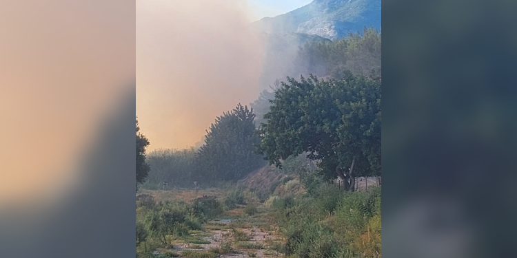 Söke’deki orman yangında tarım arazileri de zarar gördü Söke’deki orman yangında tarım arazileri de zarar gördü