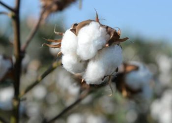 ZMO Adana Şube Başkanı Korkut: Pamuğun kilo alım fiyatı 9 TL’nin altında olmamalı