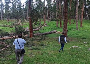 Ardahan’da devam eden orman katliamına karşı eylem kararı