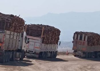 Ekolojist Tanış: Kürde reva görülen doğasına da görülüyor