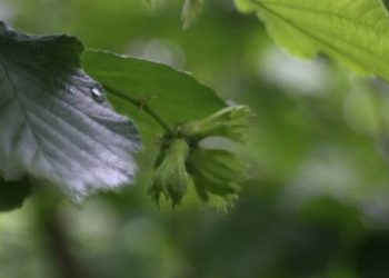 Fındık fiyatına ses yükseltmeyen odalara tepki