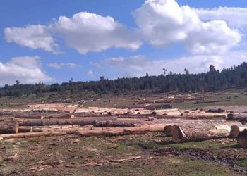 Ağaç kıyımı AKP’li belediye başkanını da isyan ettirdi