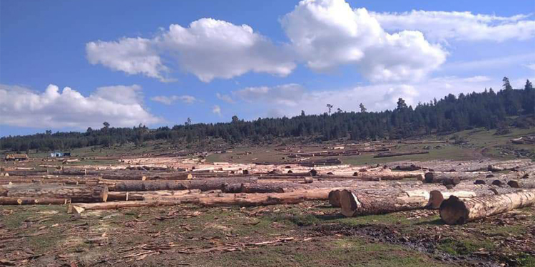 Ağaç kıyımı AKP’li belediye başkanını da isyan ettirdi Ağaç kıyımı AKP’li belediye başkanını da isyan ettirdi