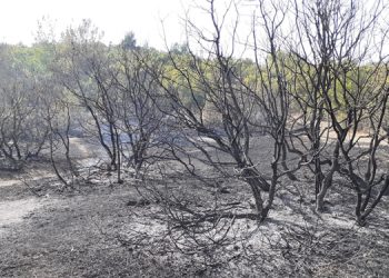 Balıkesir’de orman yangını